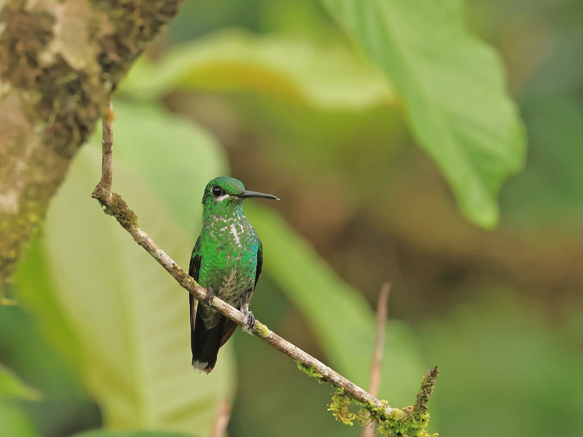 Green-crowned Brilliant - ML624555404