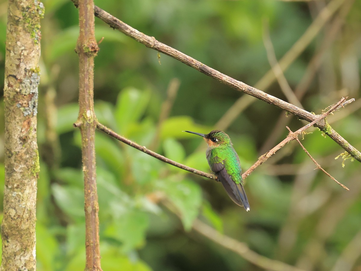 Green-crowned Brilliant - ML624555405