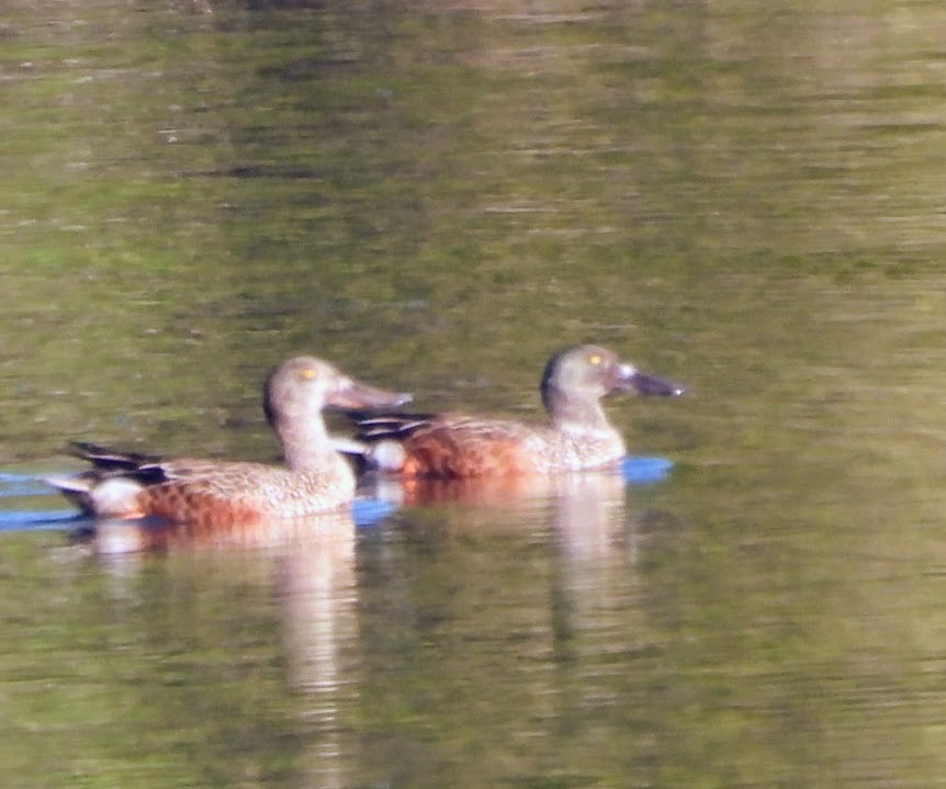 Northern Shoveler - patricia kuzma sell