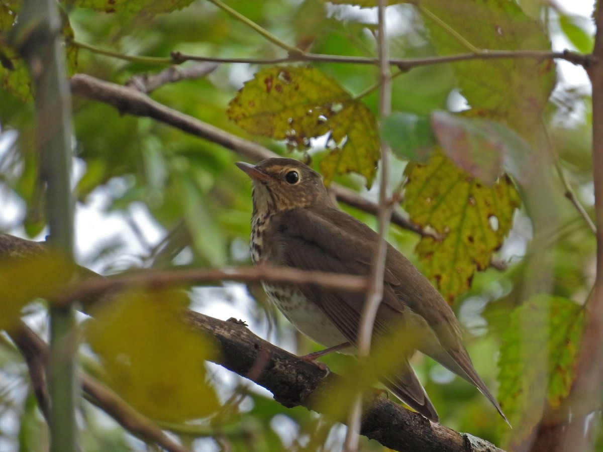 Swainson's Thrush - ML624555407