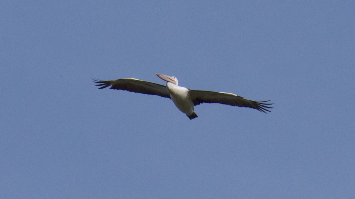 Australian Pelican - ML624555411