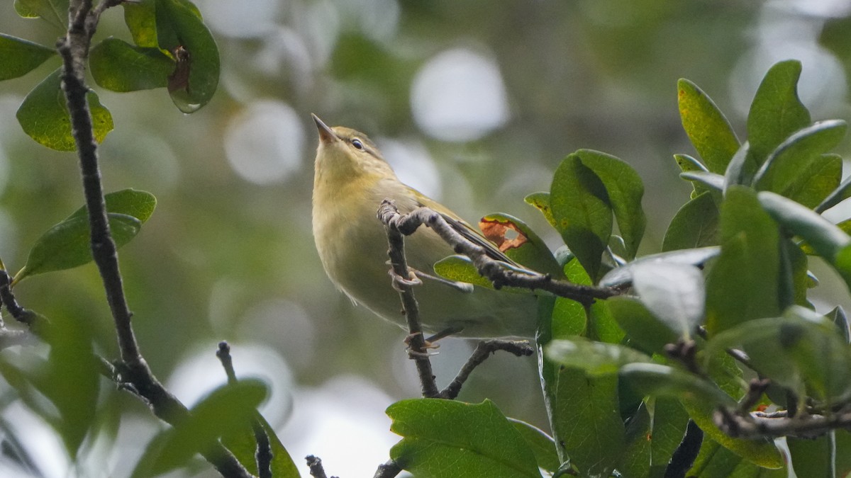 Tennessee Warbler - ML624555414