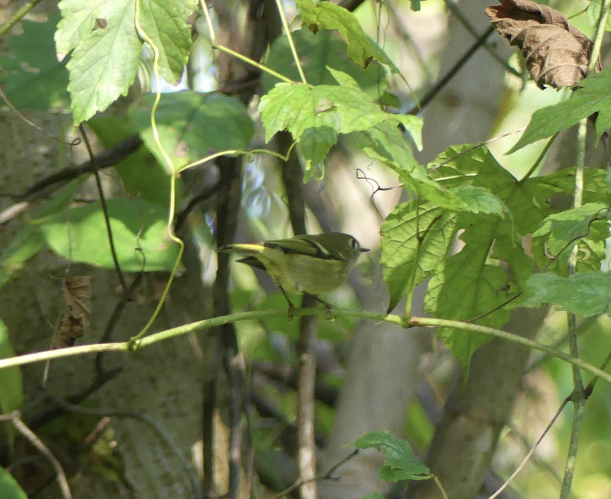 Ruby-crowned Kinglet - ML624555415