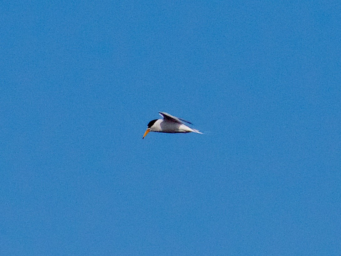 Australian Fairy Tern - ML624555416