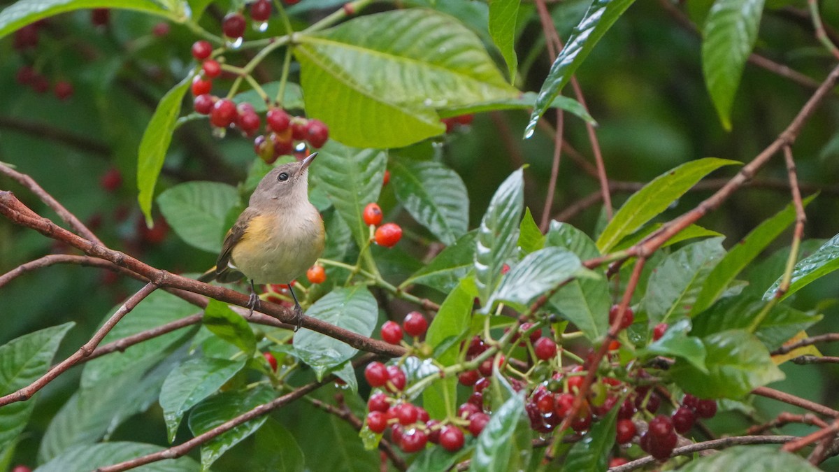 American Redstart - Tuly  Datena