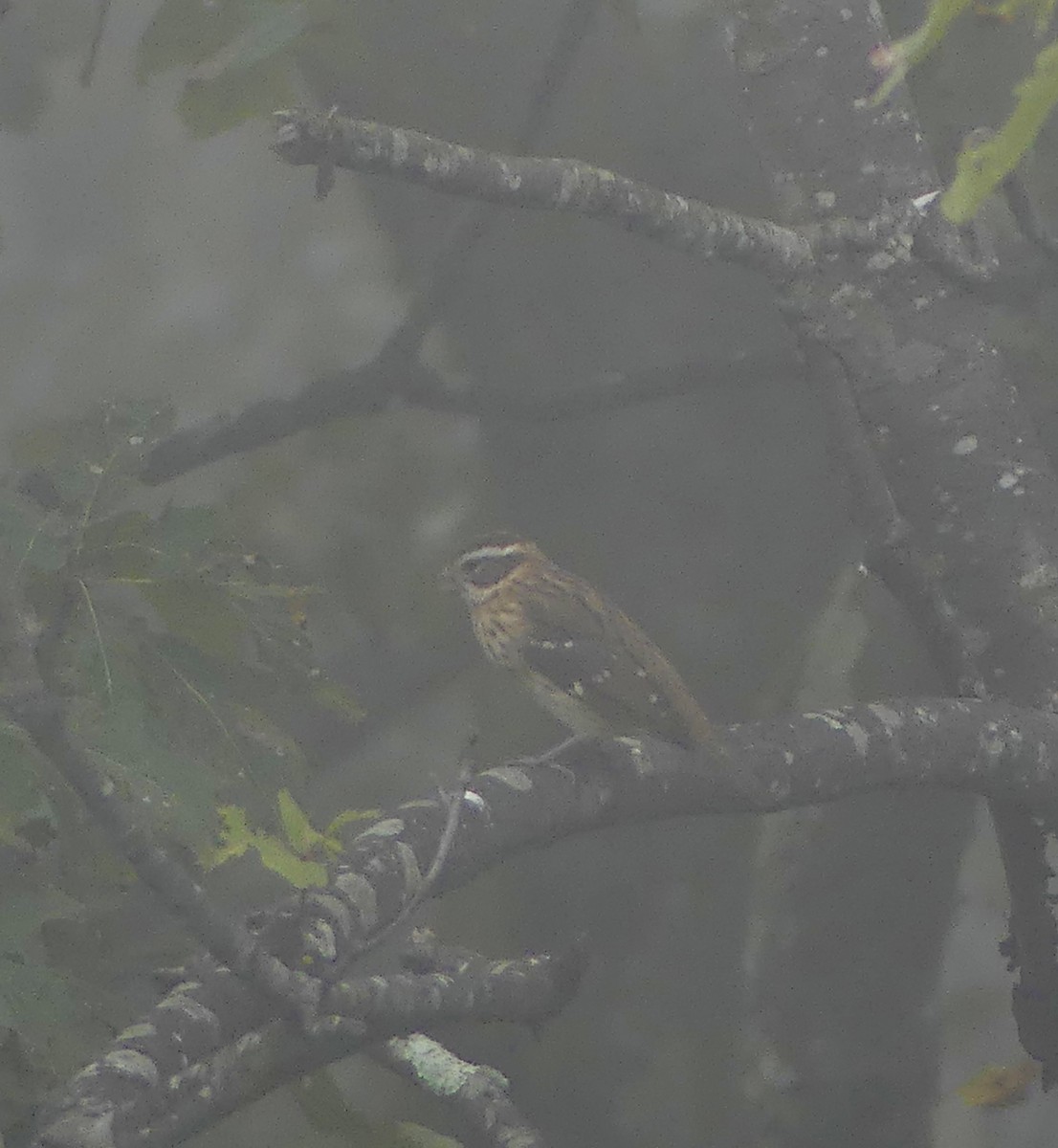 Rose-breasted Grosbeak - Cindy Sherwood