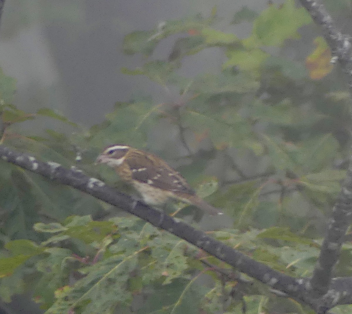 Rose-breasted Grosbeak - ML624555419