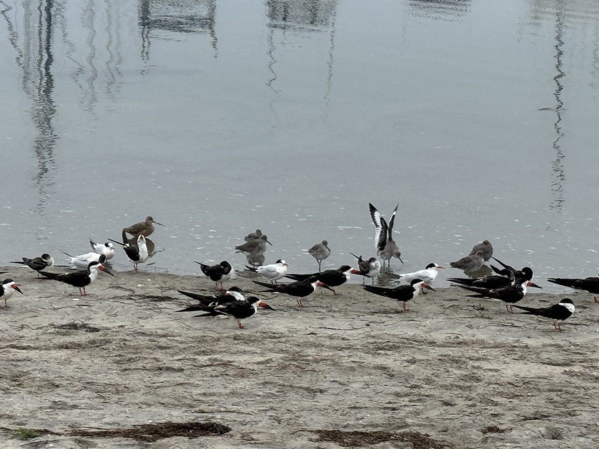 Black Skimmer - ML624555420