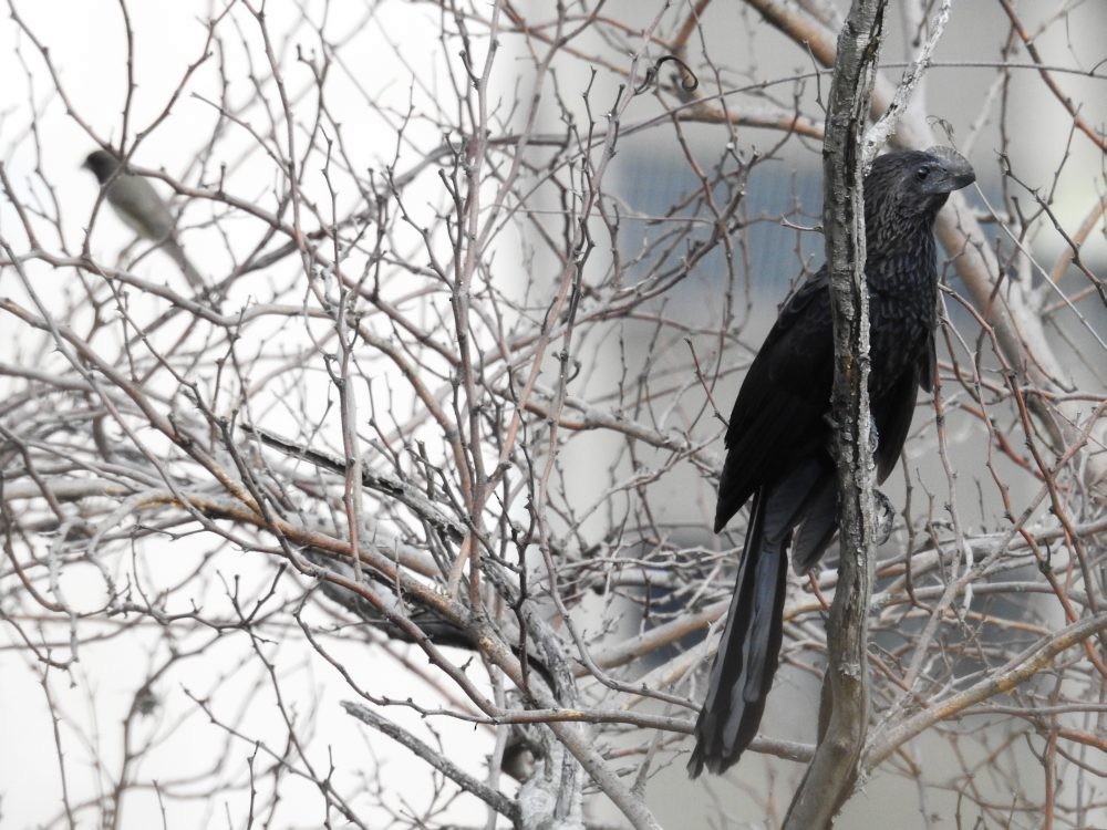 Smooth-billed Ani - ML624555422