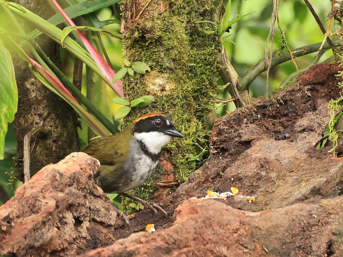 Chestnut-capped Brushfinch - ML624555424