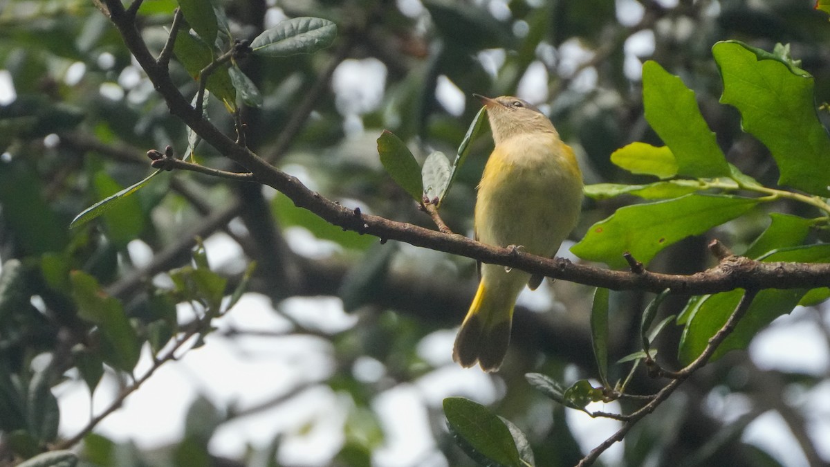 American Redstart - ML624555428