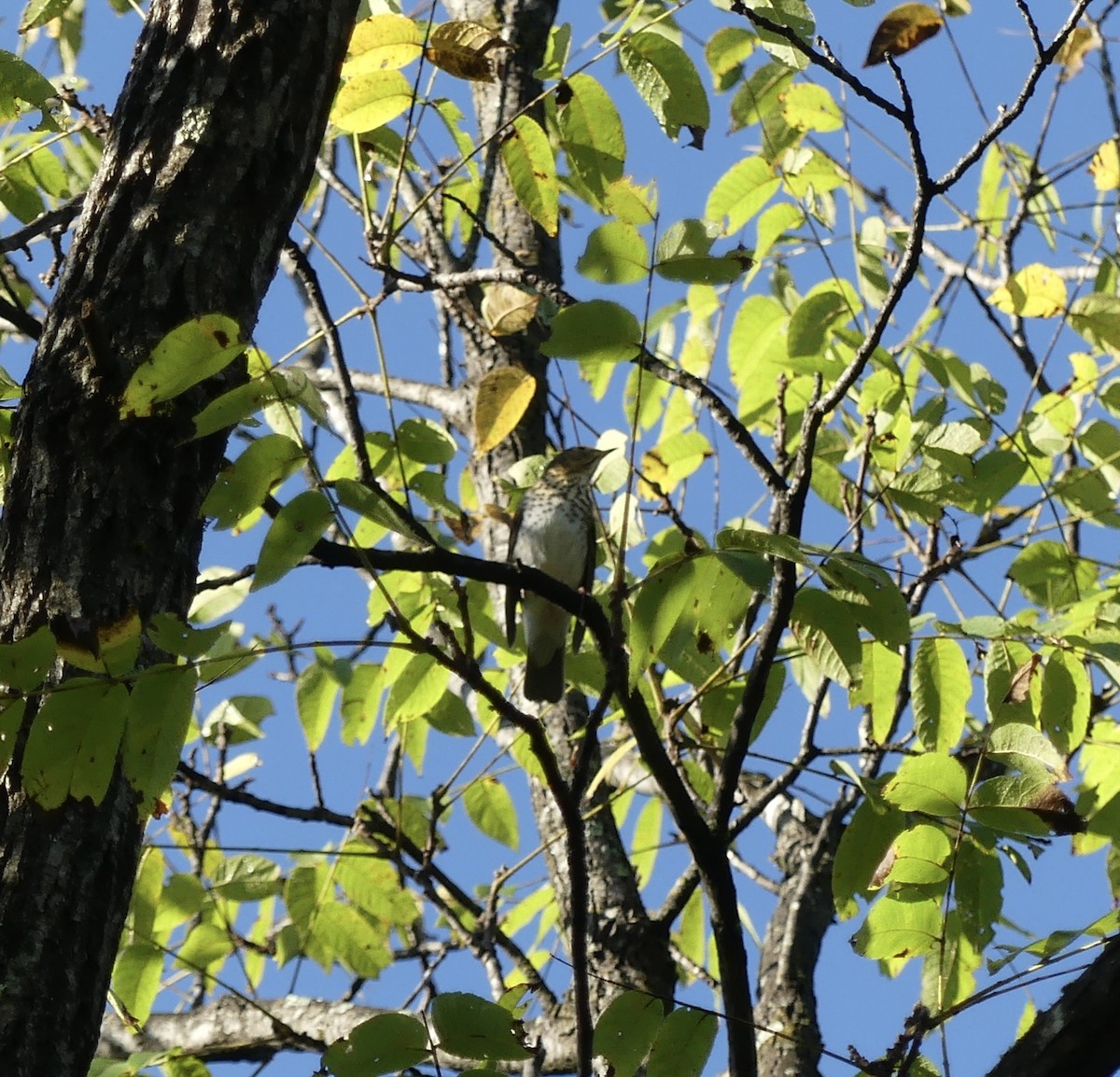 Swainson's Thrush - ML624555429