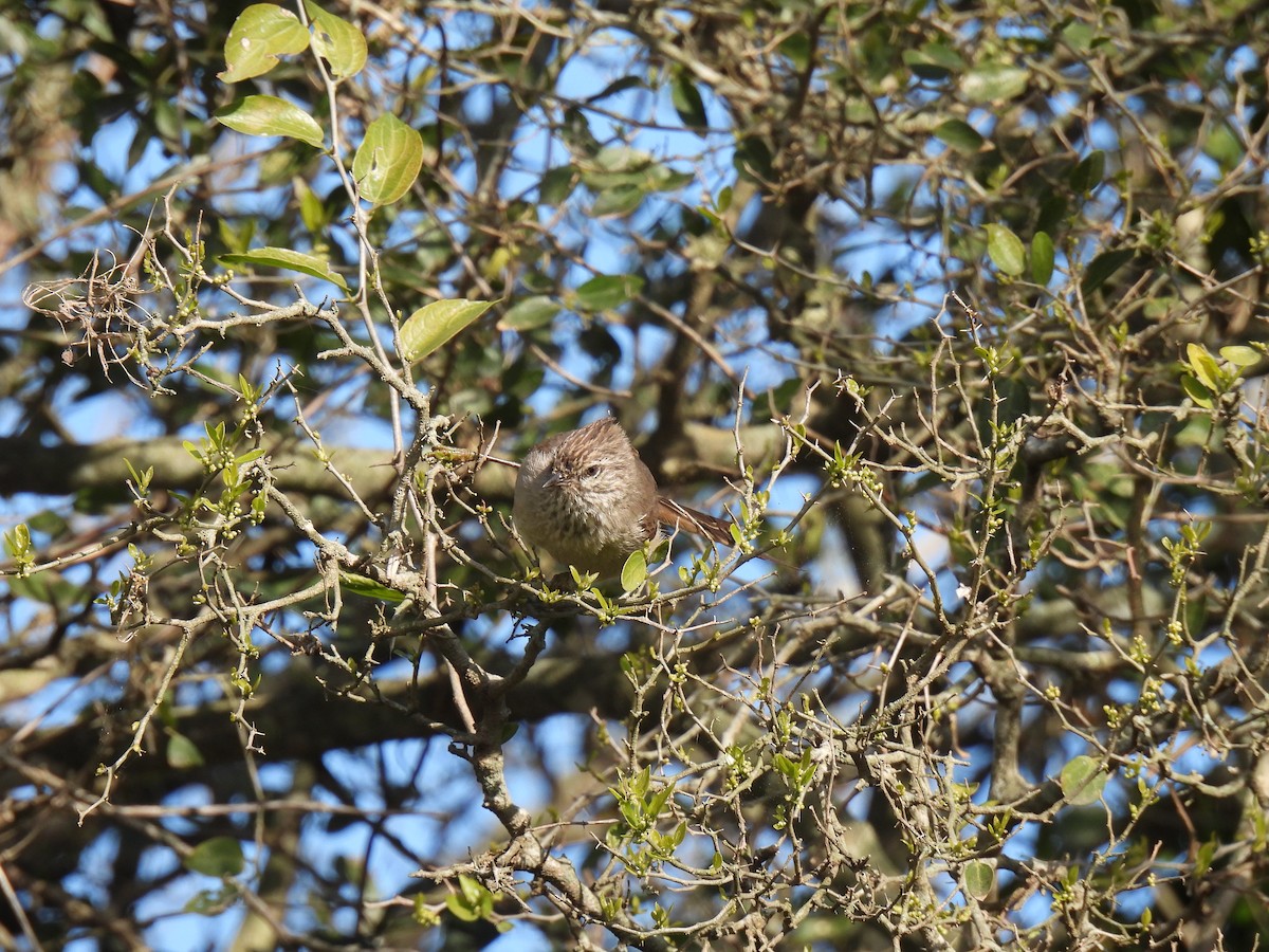 Tufted Tit-Spinetail - ML624555430