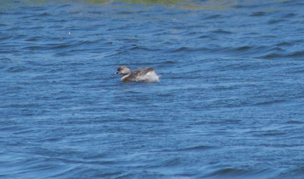 Hoary-headed Grebe - ML624555431