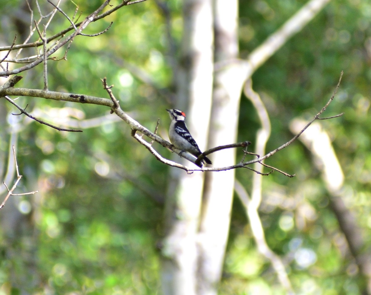 Downy Woodpecker - Vicki Bachner