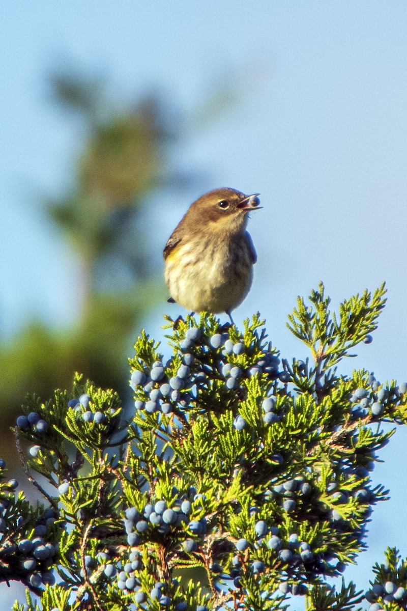 Yellow-rumped Warbler - ML624555433