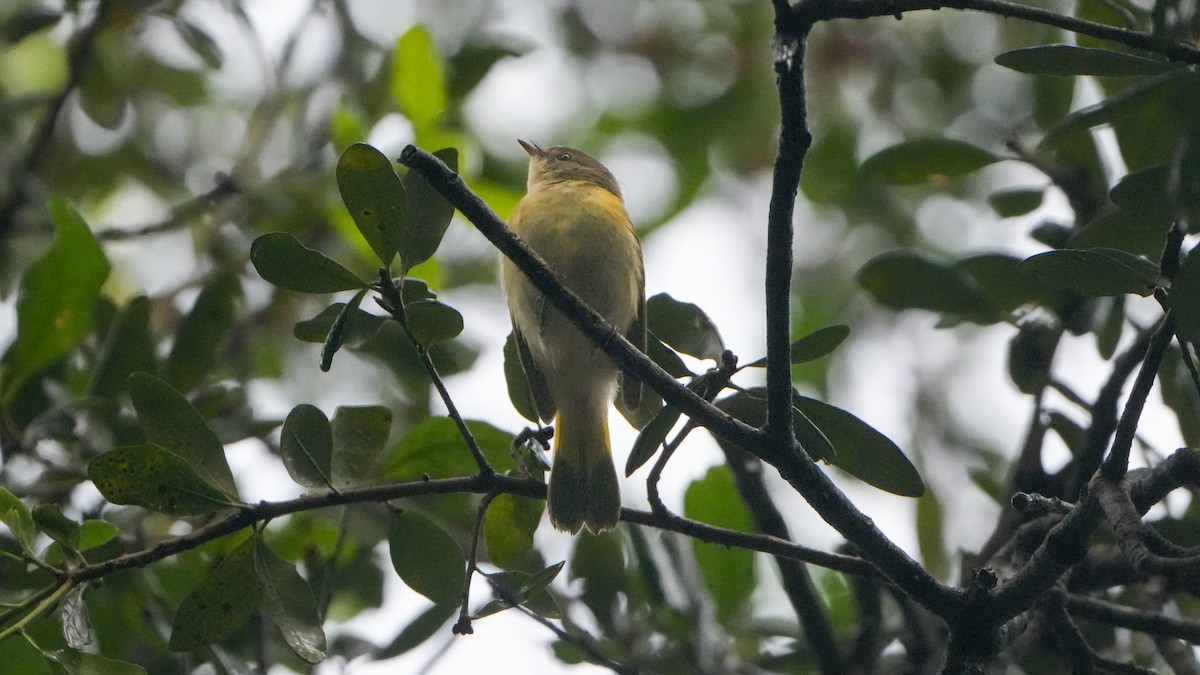 American Redstart - ML624555434