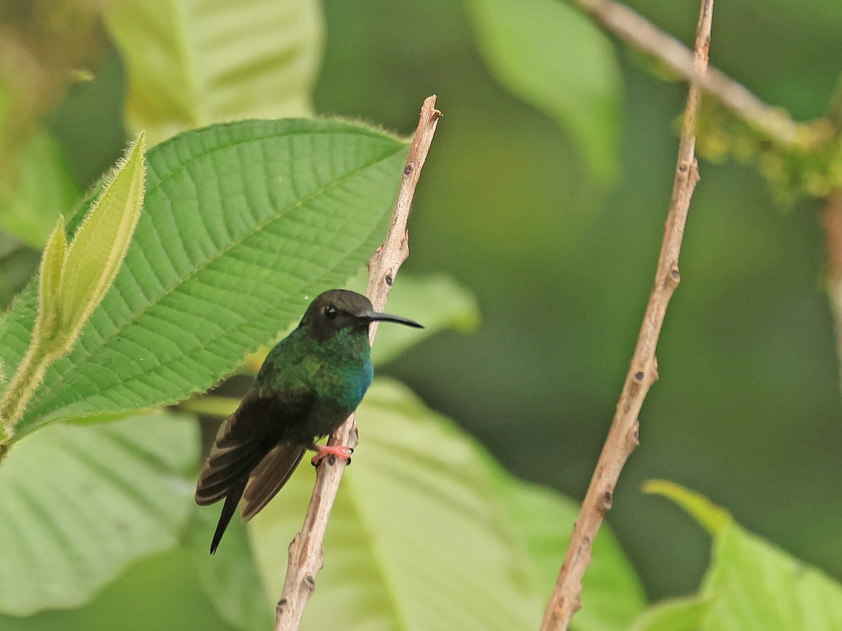 Bronze-tailed Plumeleteer - ML624555473