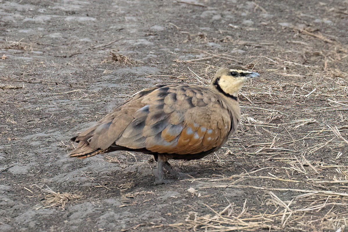 Yellow-throated Sandgrouse - ML624555482