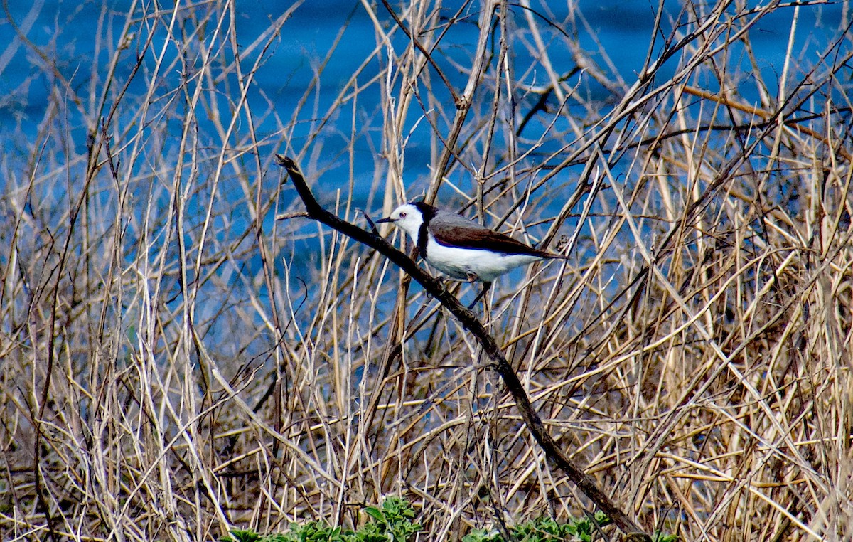 Epthianure à front blanc - ML624555487