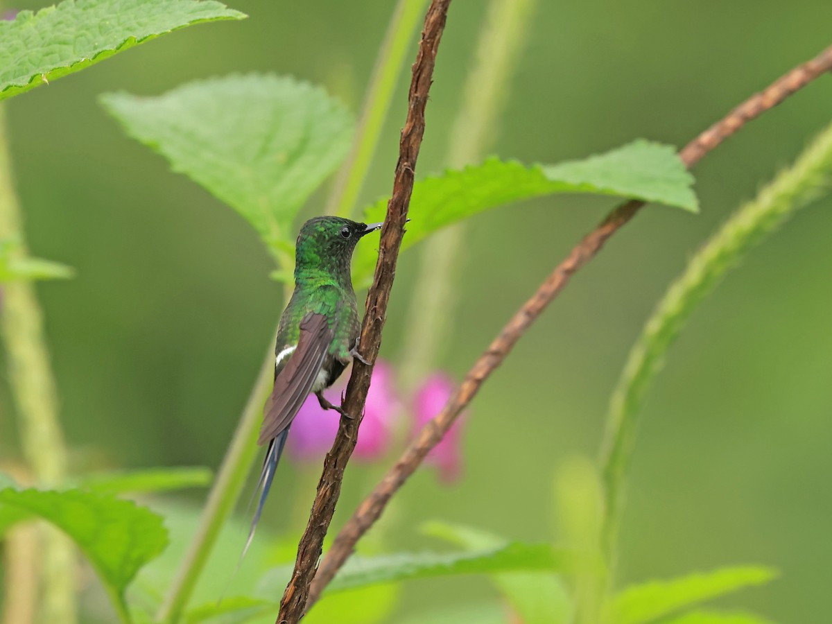 Green Thorntail - ML624555490