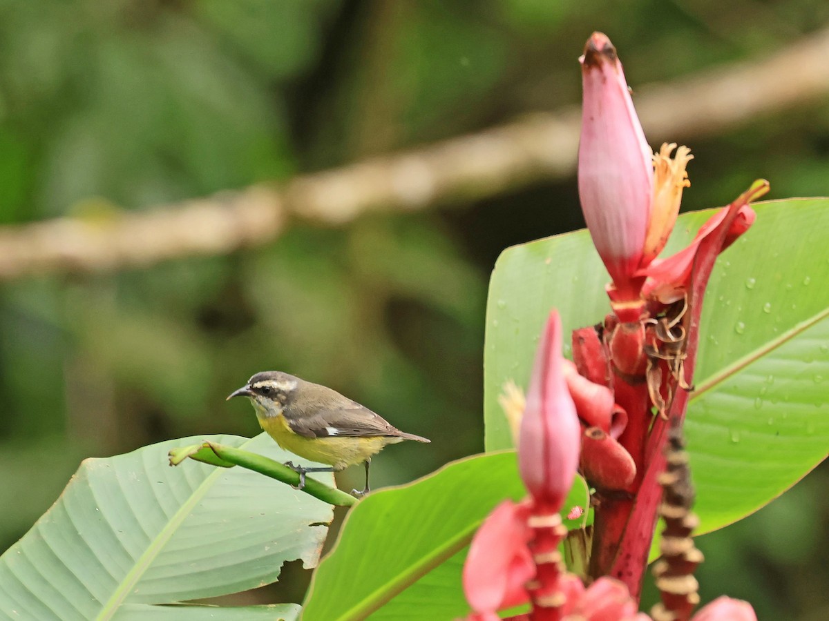 Bananaquit - ML624555498