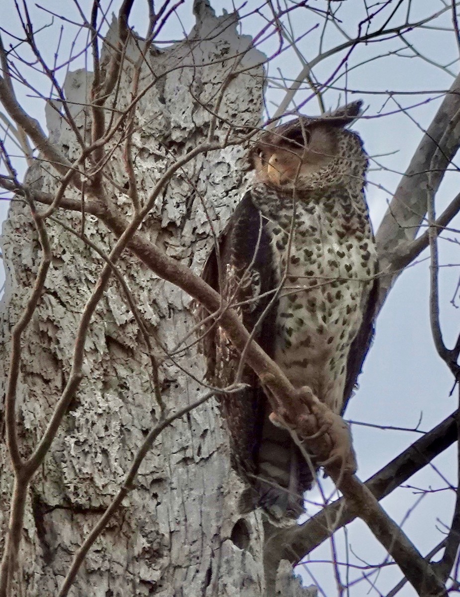 Spot-bellied Eagle-Owl - ML624555506