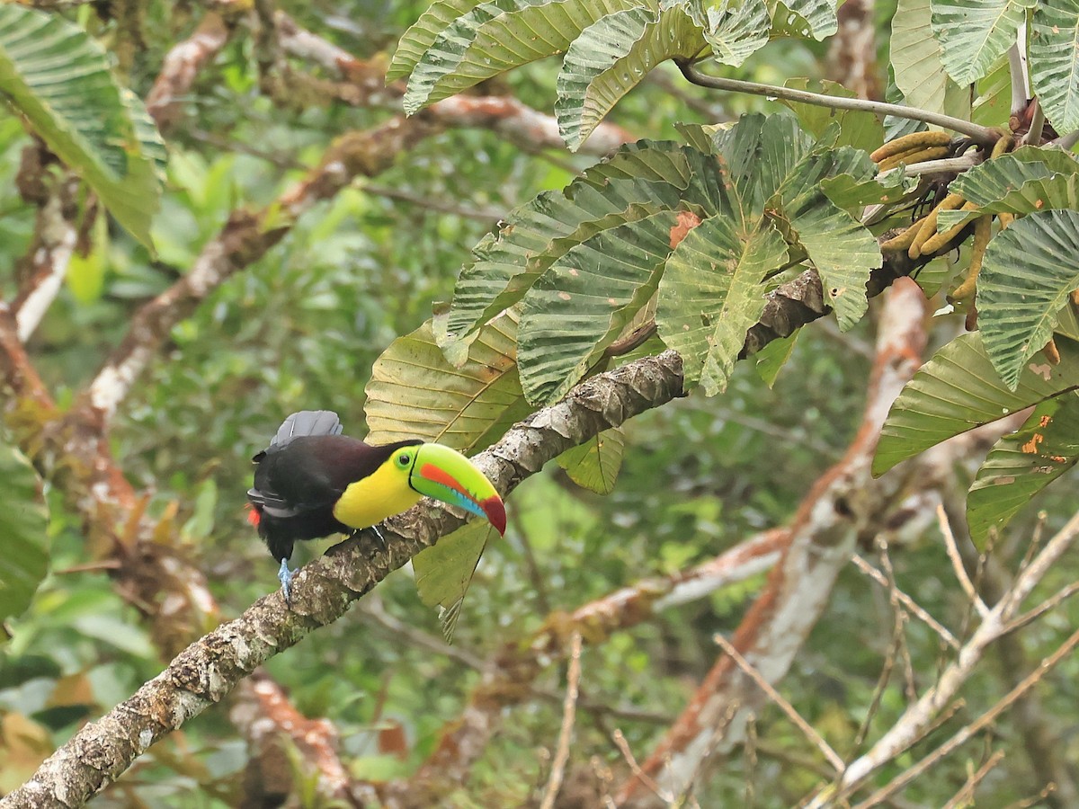 Keel-billed Toucan - ML624555514