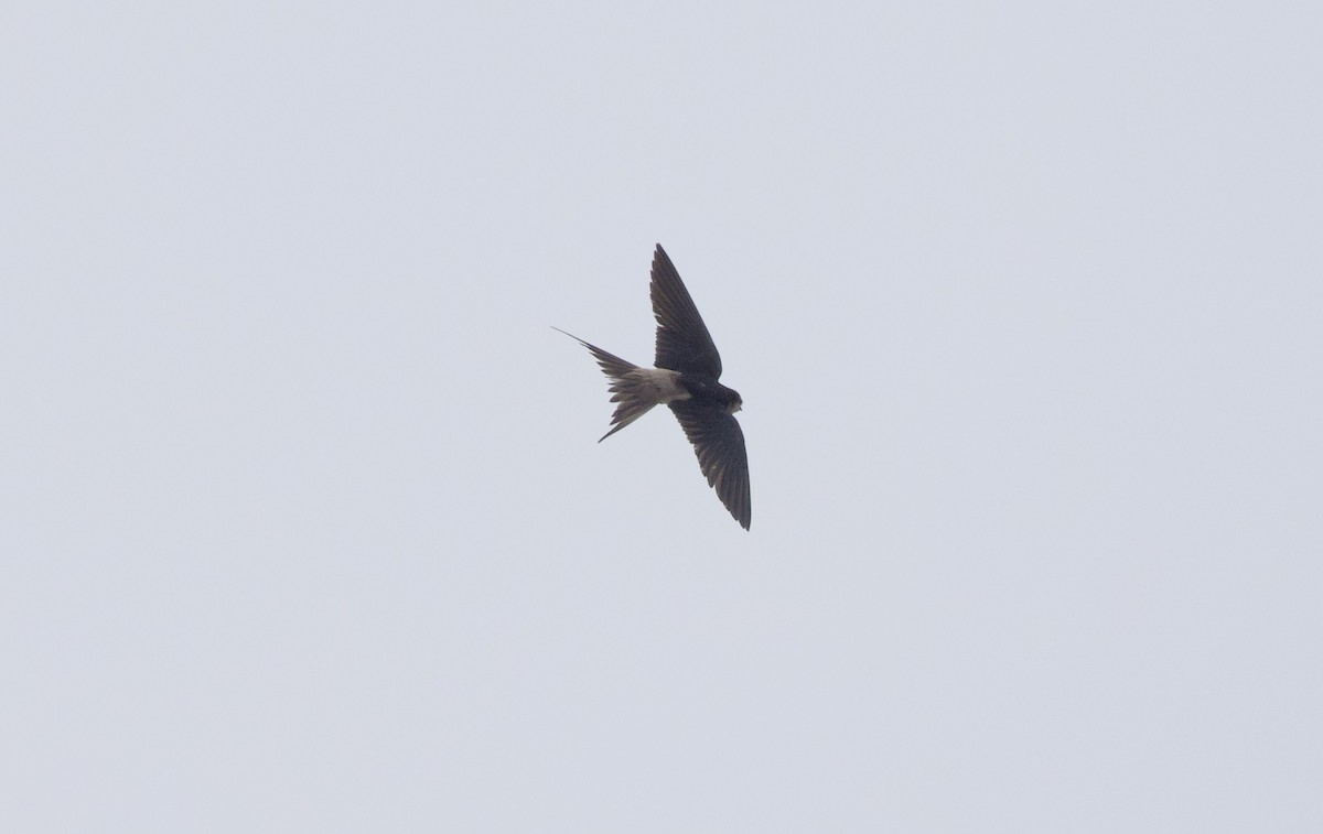 Gray-rumped Swallow - ML624555537