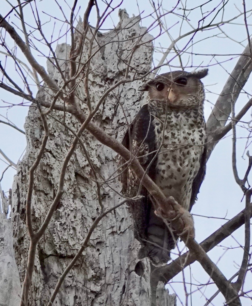 Spot-bellied Eagle-Owl - ML624555547