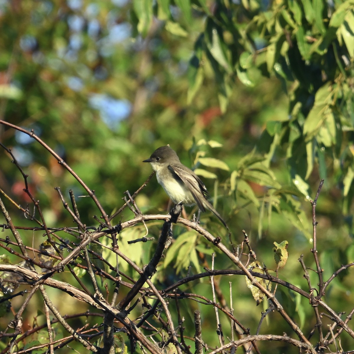 Eastern Phoebe - ML624555552