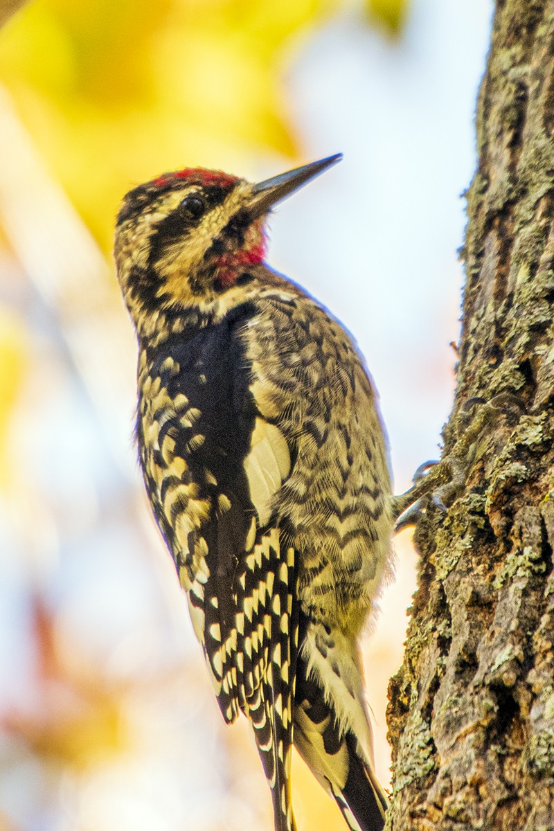 Yellow-bellied Sapsucker - Steve Coates