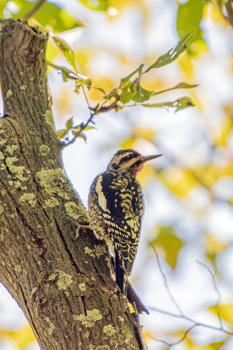 Yellow-bellied Sapsucker - Steve Coates