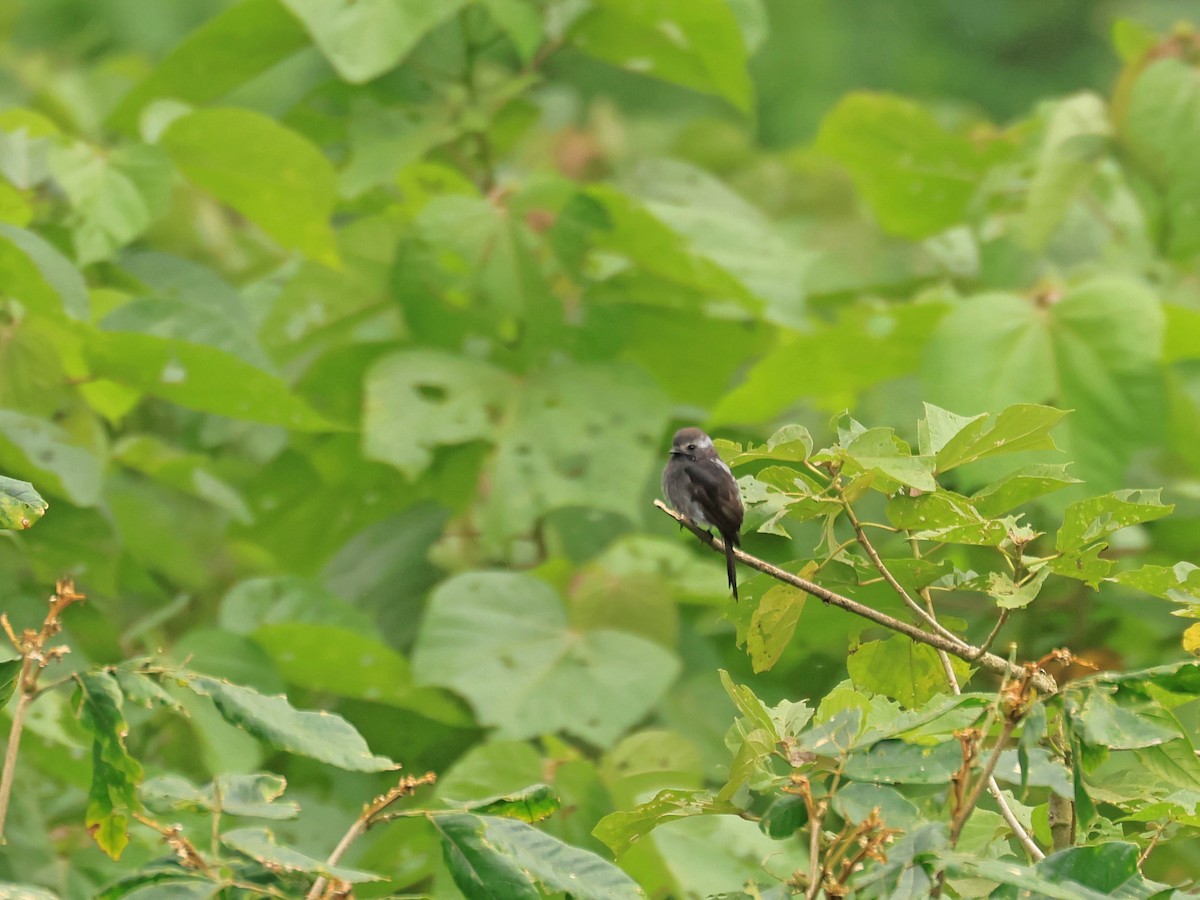 Long-tailed Tyrant - ML624555575