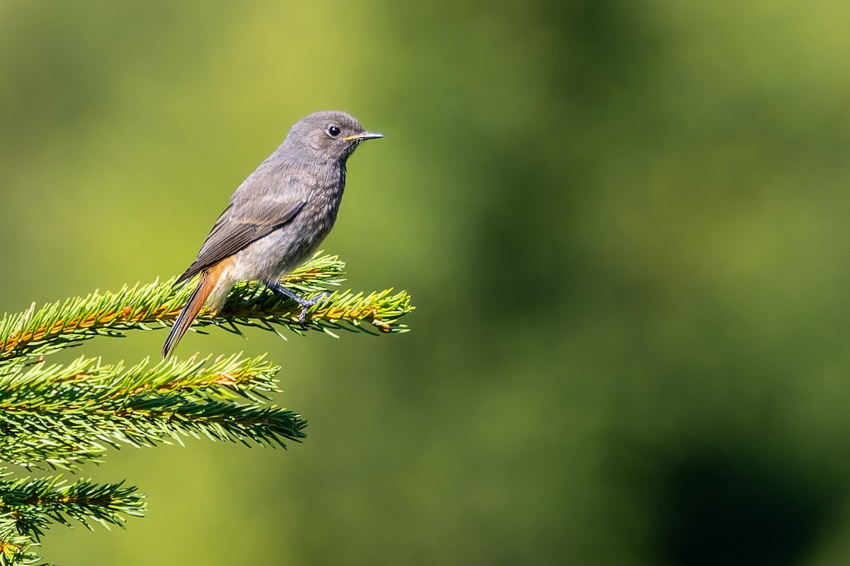 Black Redstart - Ales Tomek