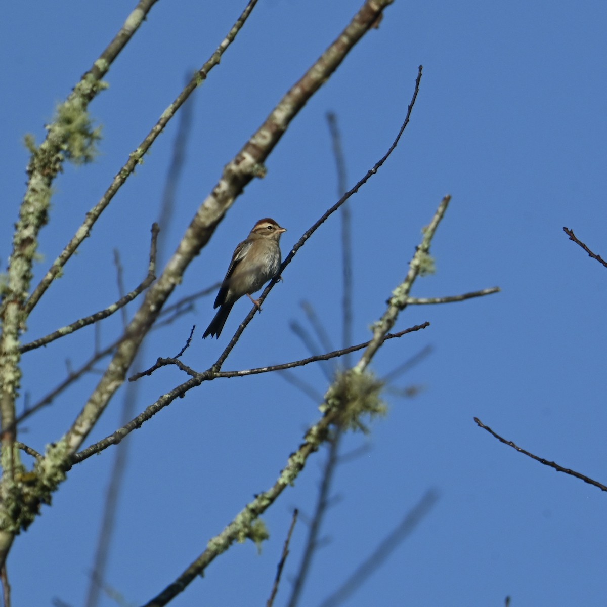 Chipping Sparrow - ML624555579