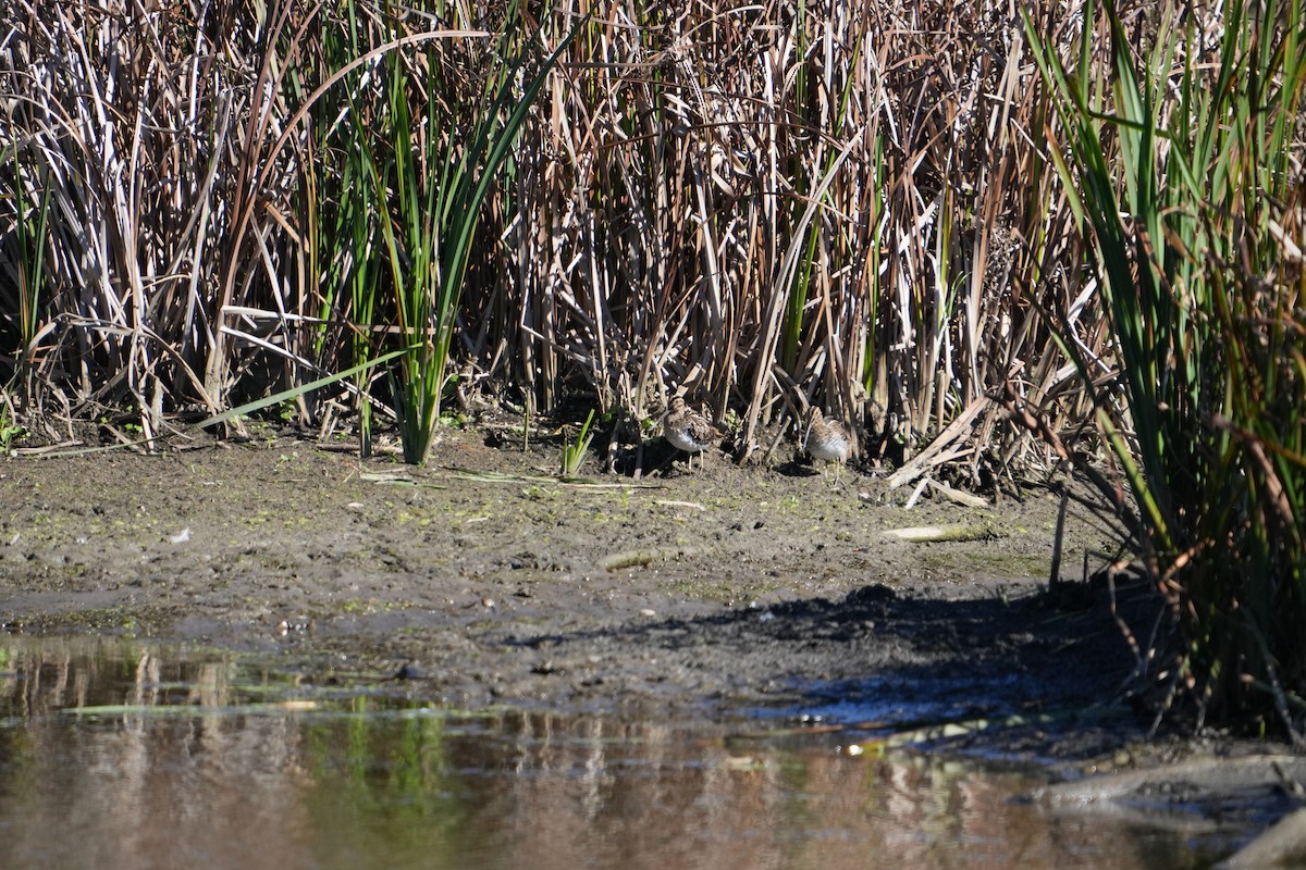 Wilson's Snipe - ML624555582