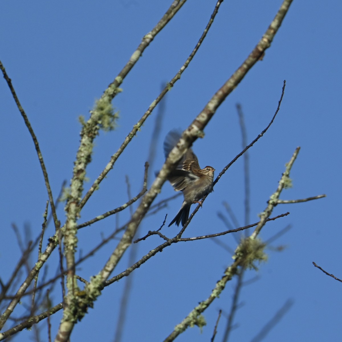 Chipping Sparrow - ML624555589