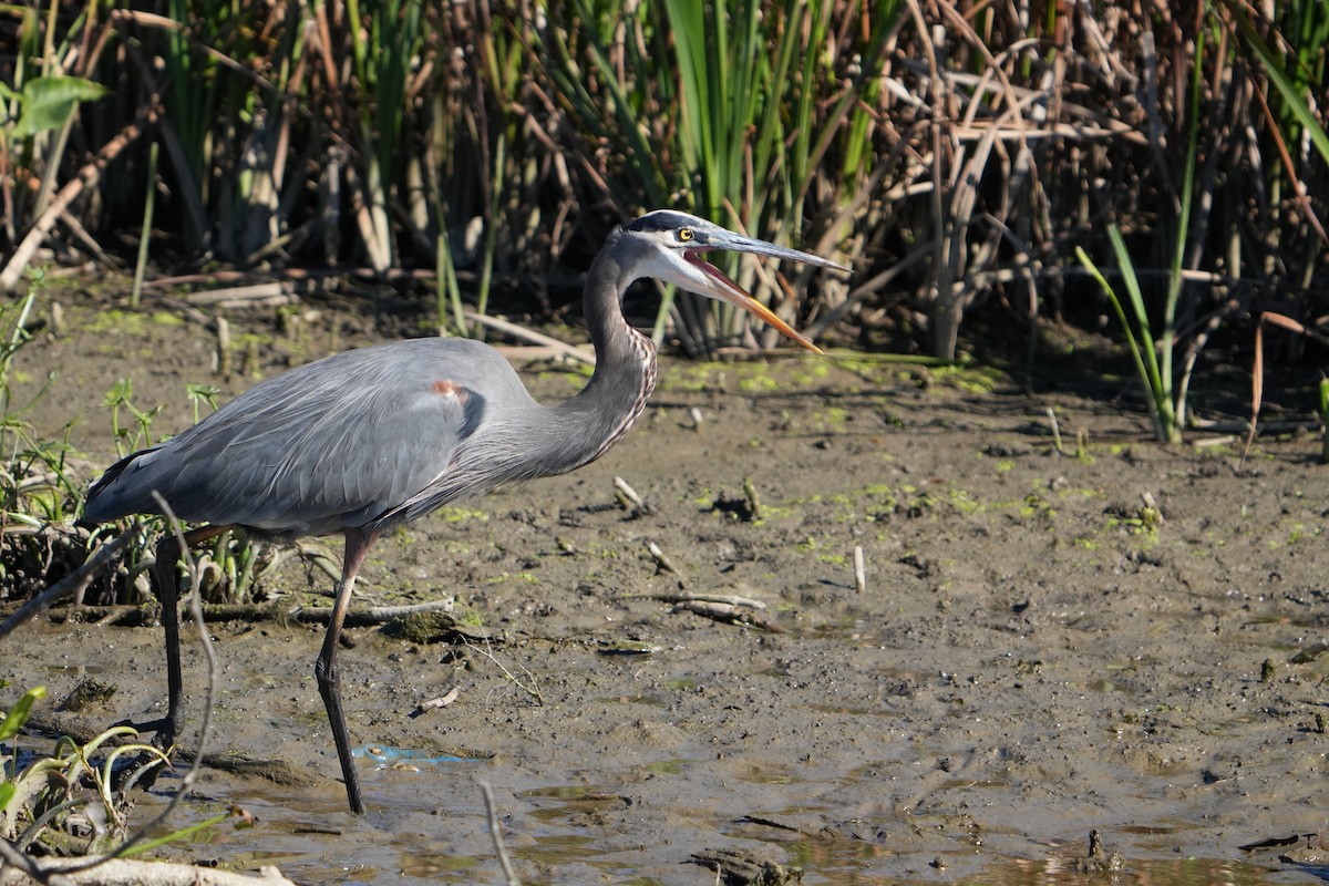 Great Blue Heron - ML624555595