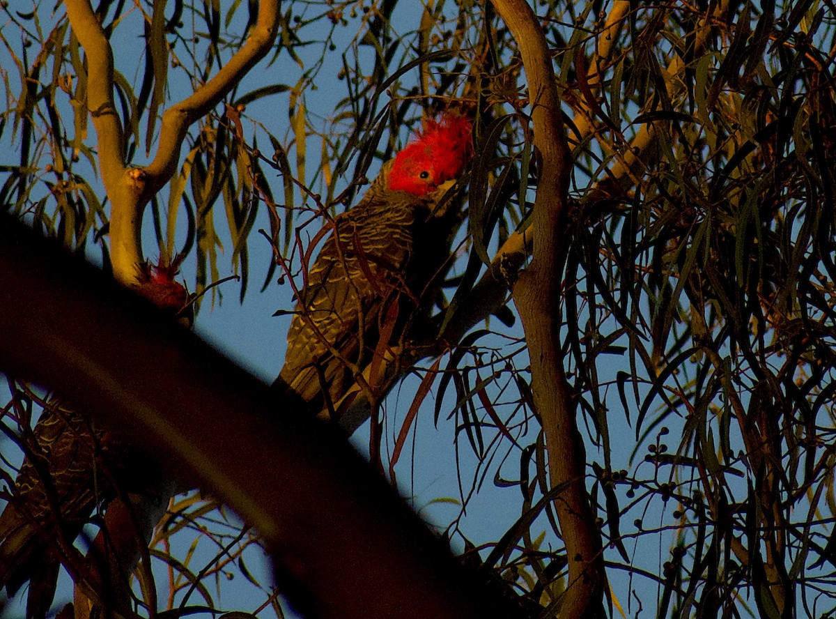 Cacatoès à tête rouge - ML624555599