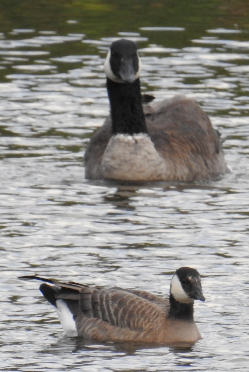 Cackling Goose - Jody  Wells