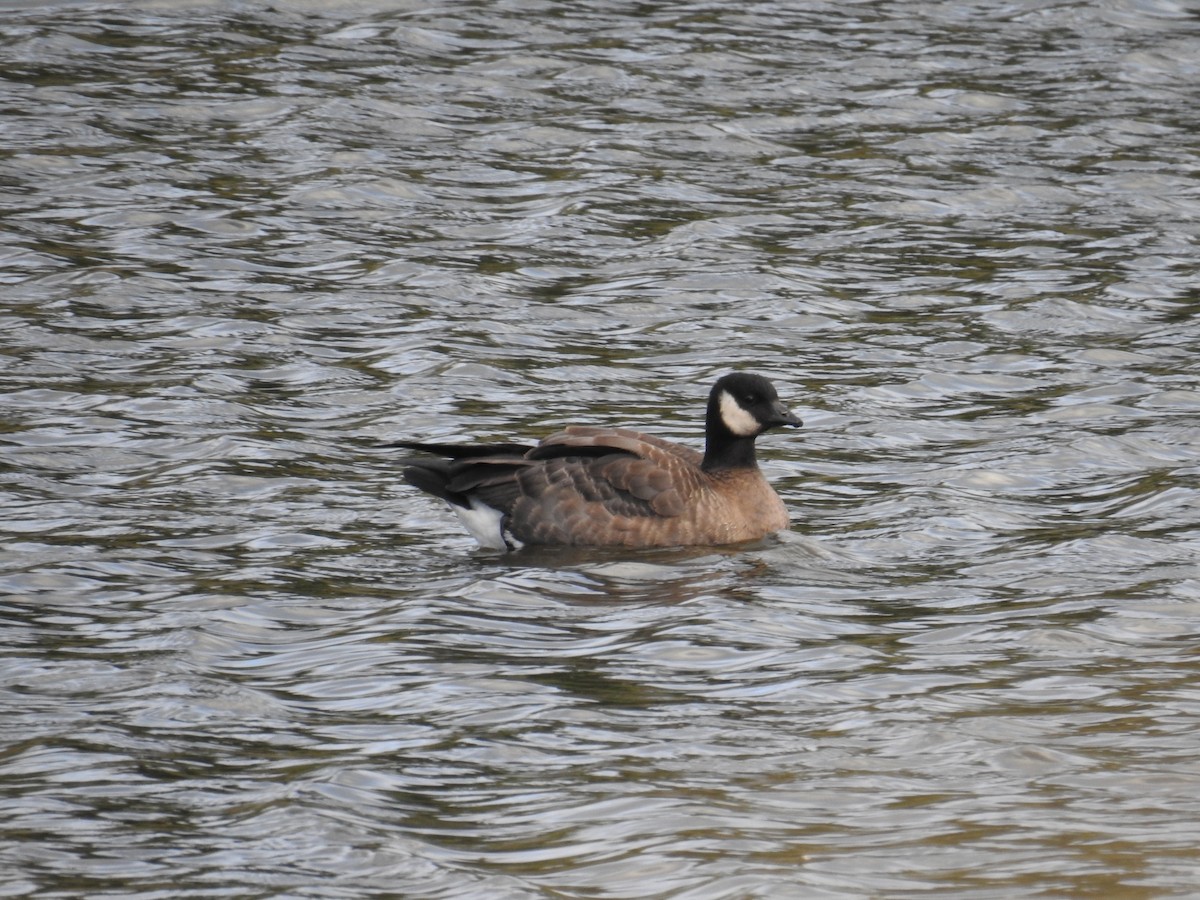 シジュウカラガン - ML624555628