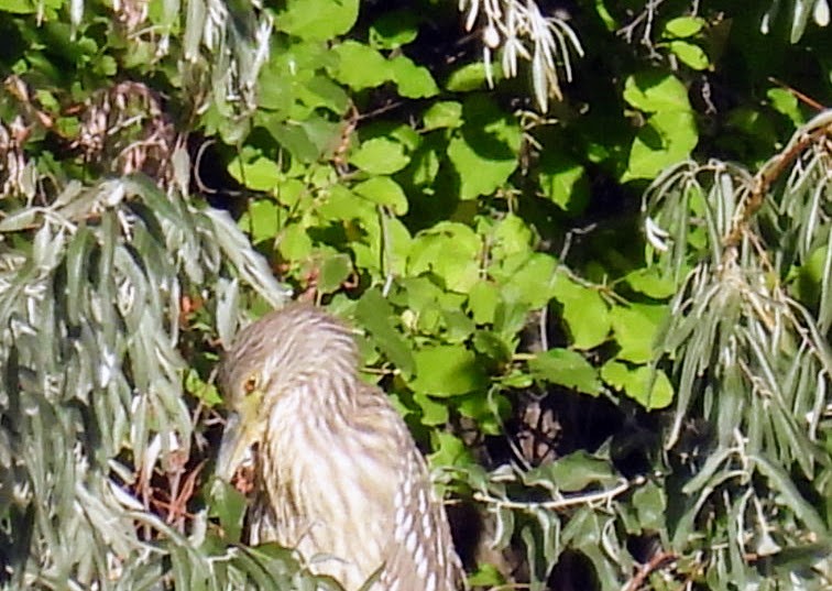 Black-crowned Night Heron - ML624555630