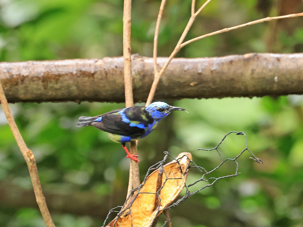Red-legged Honeycreeper - ML624555643