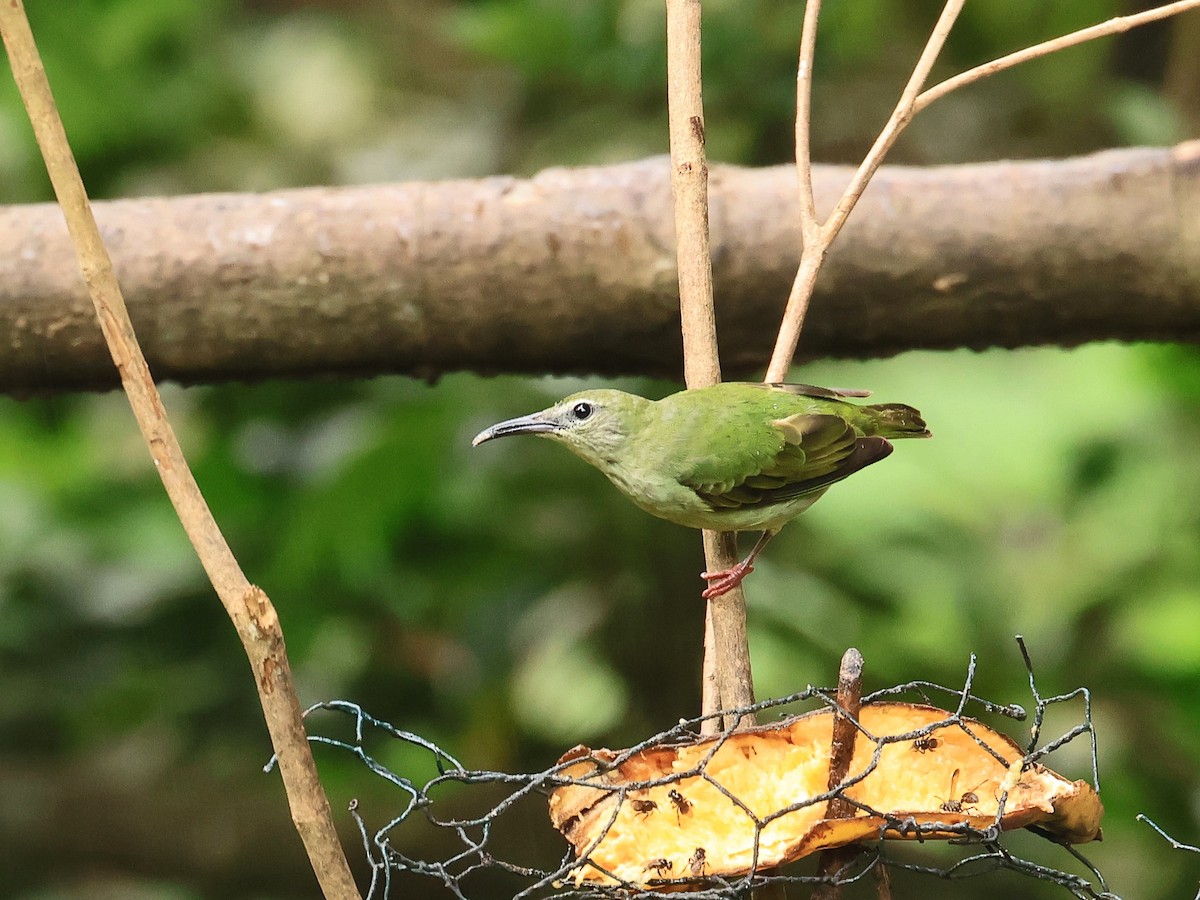 Red-legged Honeycreeper - ML624555644