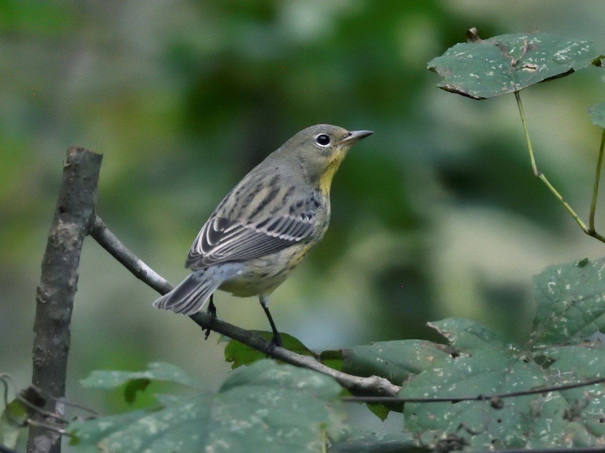 Kirtland's Warbler - ML624555651