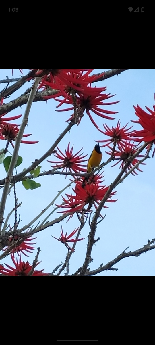 Hooded Oriole - Zach Porter