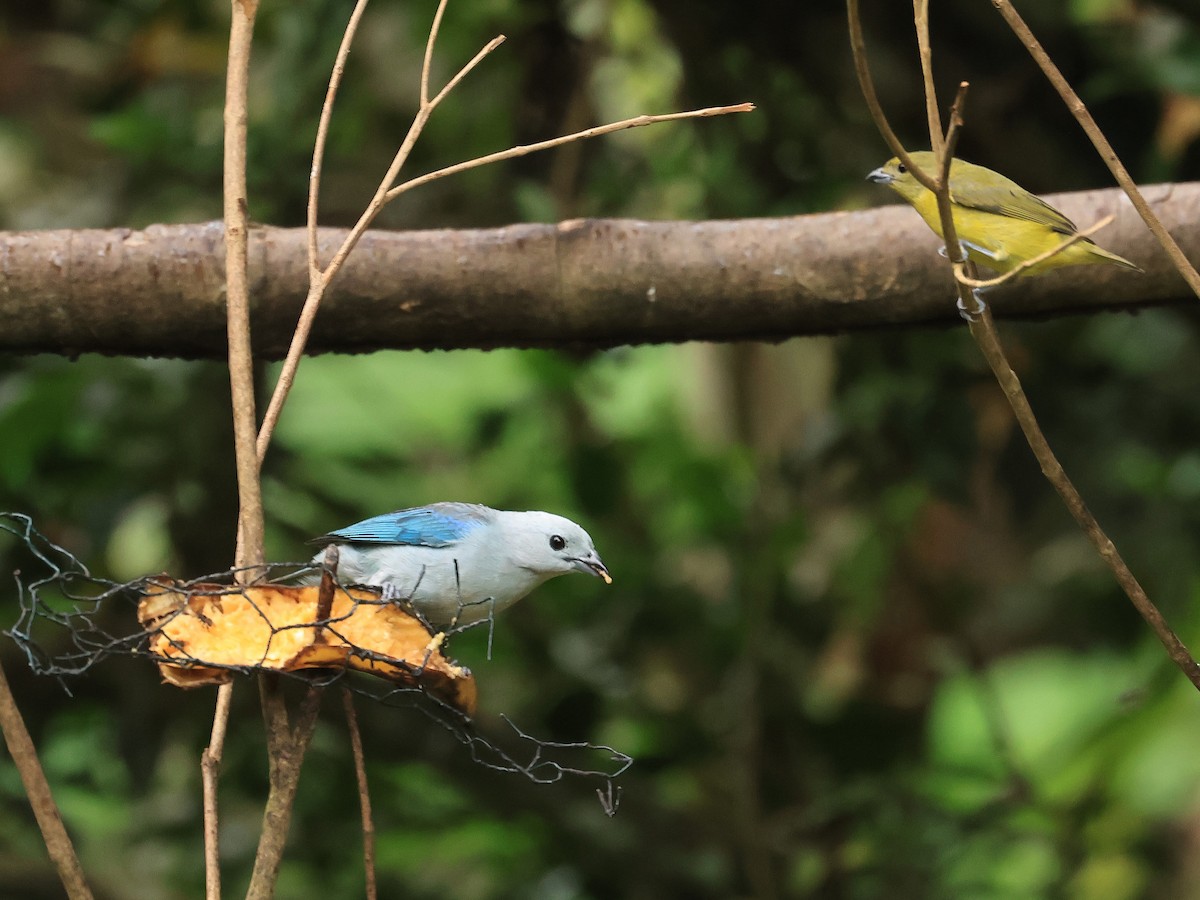 Blue-gray Tanager - ML624555655