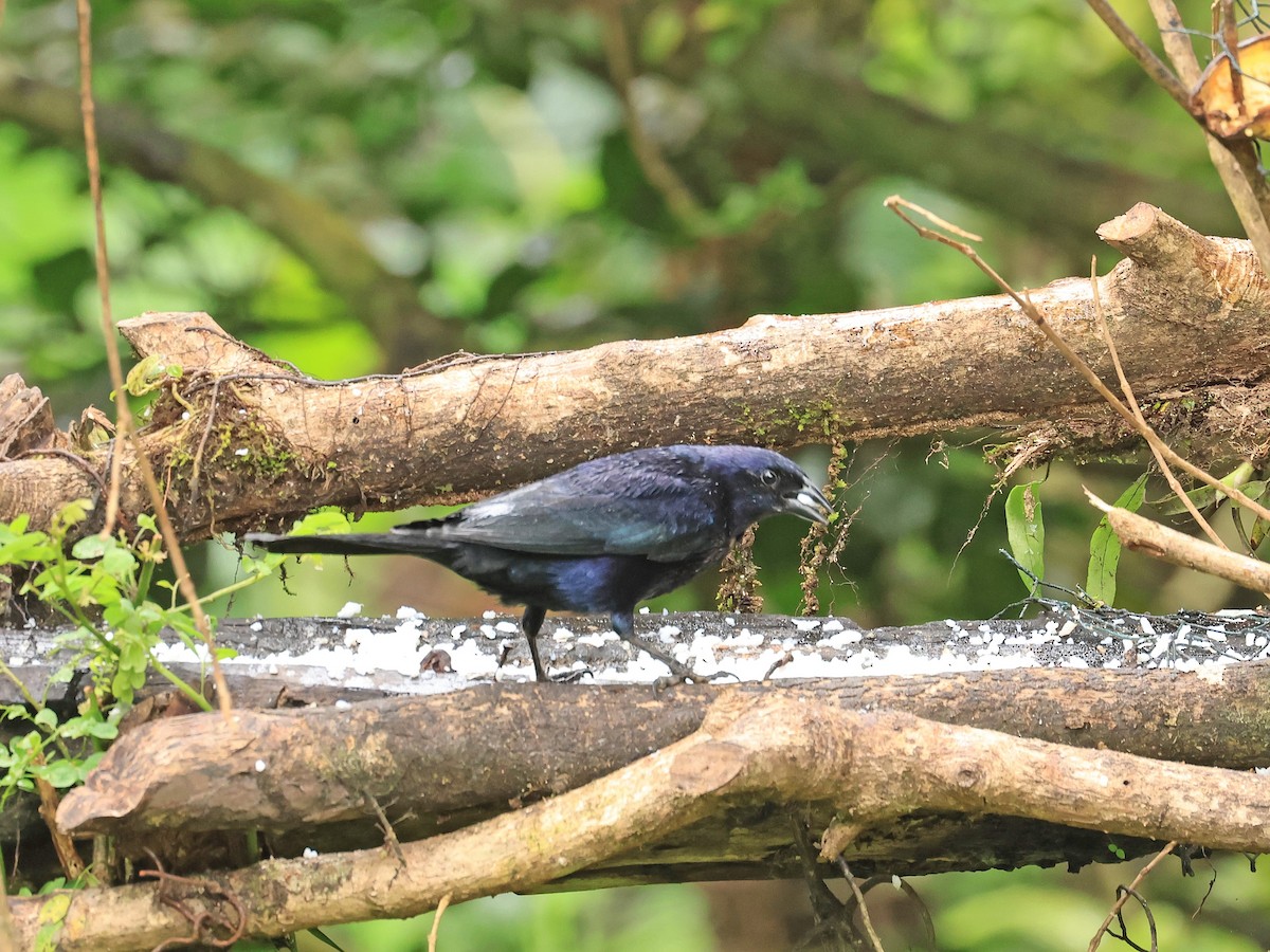 Shiny Cowbird - ML624555658