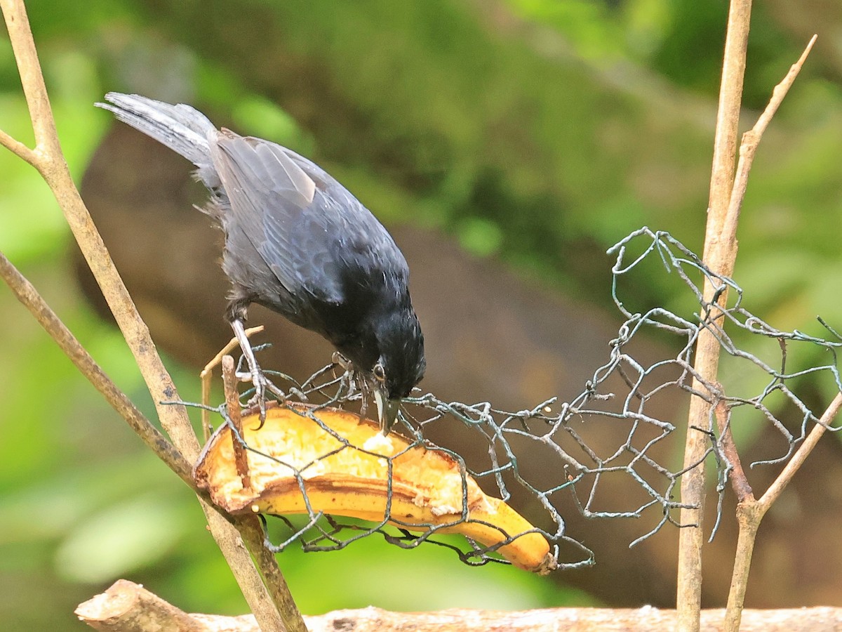 White-lined Tanager - Carl Poldrack